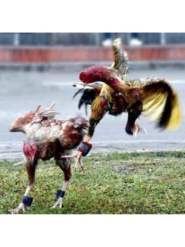 Sư kê quan sát ghép cặp đấu tại sới gà, kết hợp giữa màu mạng phong thủy và đòn lối thực chiến