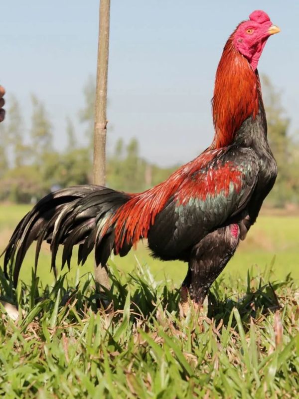 Vì sao gà Cuban ở Việt Nam loạn chuẩn