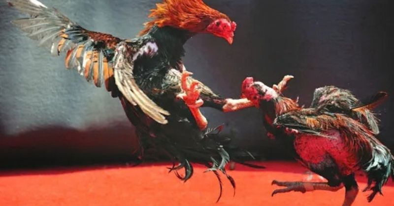 cách coi và chọn ngày đá gà phù hợp
