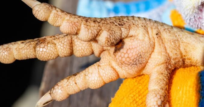 cách trị kê chậu gà