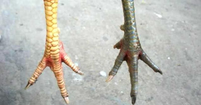 dấu hiệu nhận biết vảy gà xấu