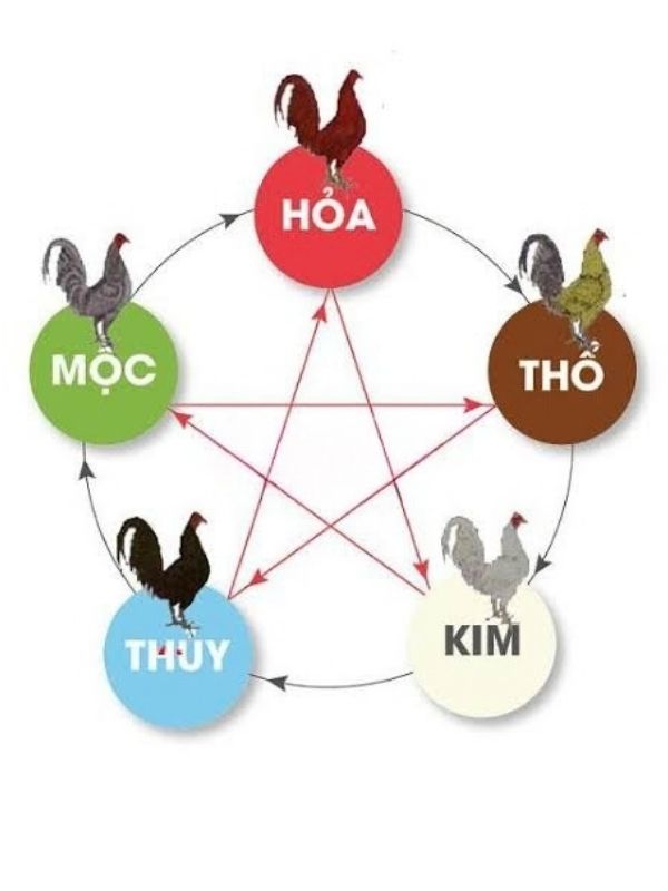 màu mạng gà đá theo ngũ hành và lý do sư kê cần nắm rõ