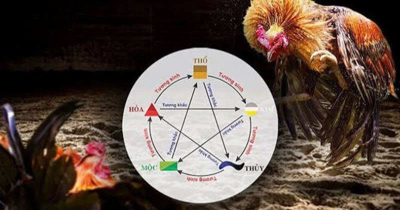 màu mạng gà đá