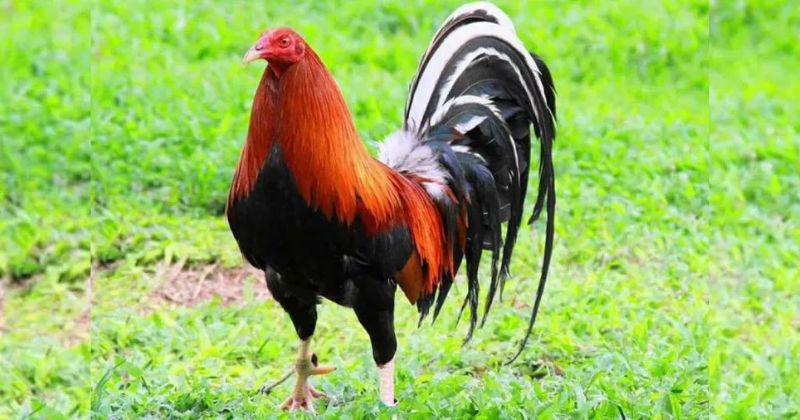 nguồn gốc Gà Cuban