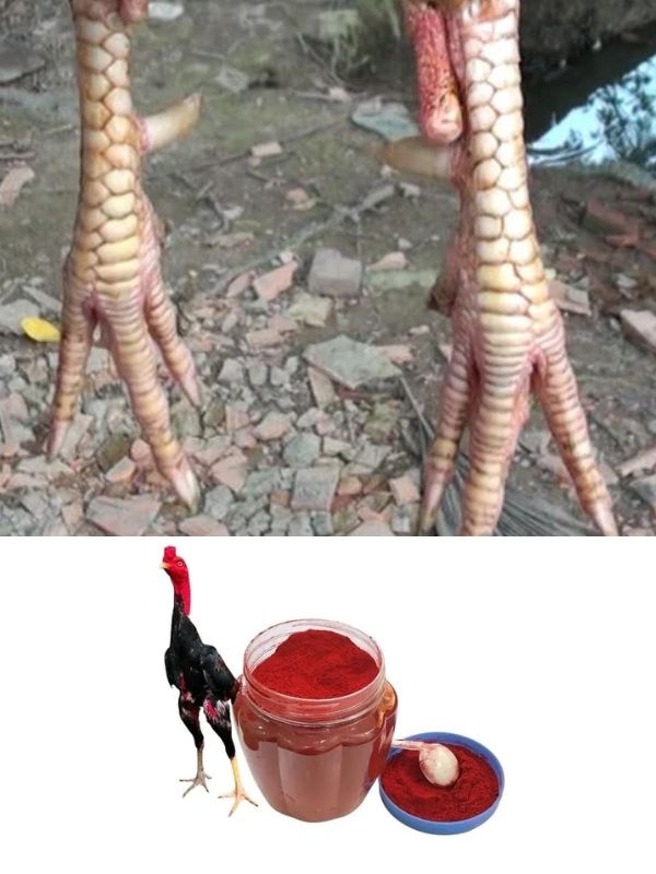 om nghệ cho gà bướm