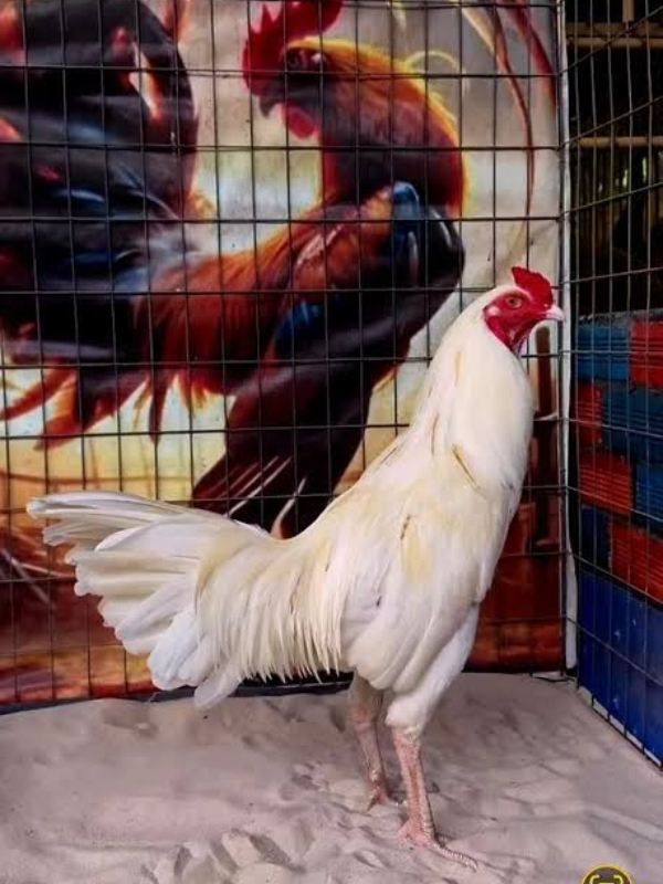 Các dòng gà nhạn danh tiếng theo tướng chân trong sách kinh kê xem gà