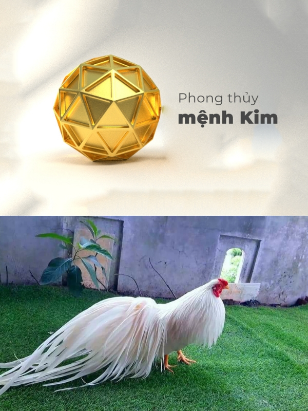 Gà nhạn mạng gì - Xem màu mạng phong thủy hành Kim cho gà nhạn chuẩn xác