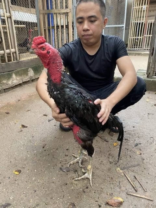 Chọn gà mái làm giống: bí quyết gà hay giống mẹ của sư kê lão luyện 6 Kinh nghiệm xương máu từ sư kê lão luyện