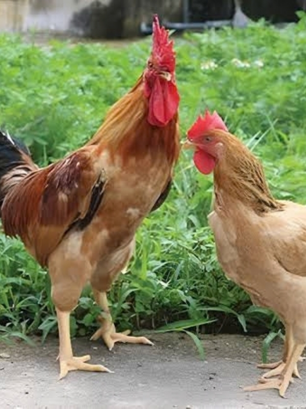 Chọn gà mái làm giống: bí quyết gà hay giống mẹ của sư kê lão luyện 7 Quy trình gây giống sau khi chọn được mái tốt