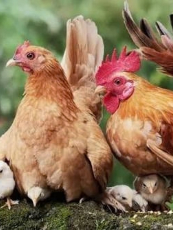 Chọn gà mái làm giống: bí quyết gà hay giống mẹ của sư kê lão luyện 2 Vì sao chọn mái giống quan trọng hơn trống