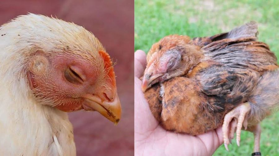 Gà chọi bị đau mắt