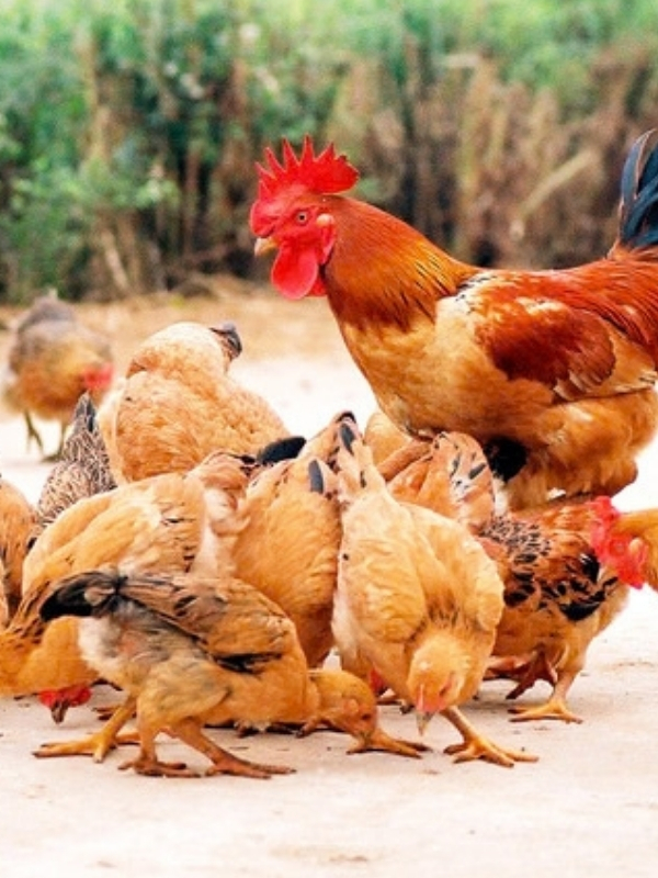Chọn gà mái làm giống: bí quyết gà hay giống mẹ của sư kê lão luyện 5 sai lầm thường gặp khi chọn mái giống